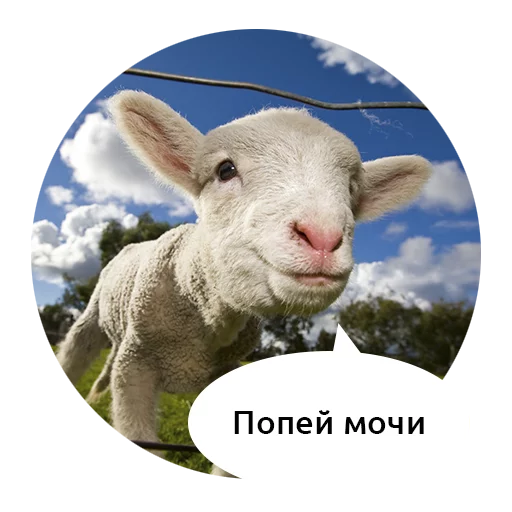 млекопитающее животное небо