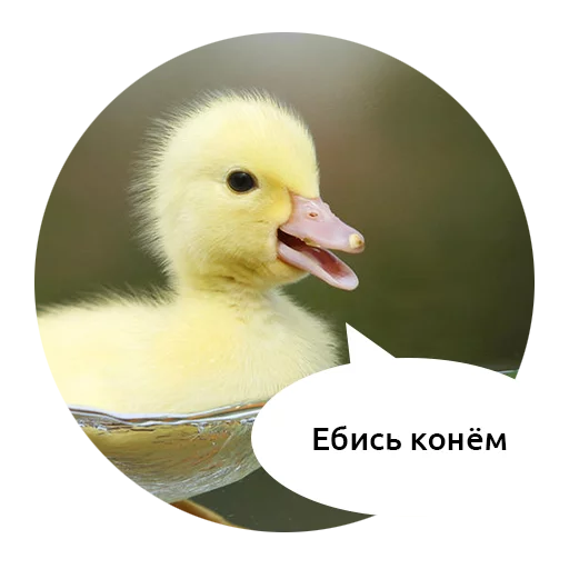 животное птица водная птица