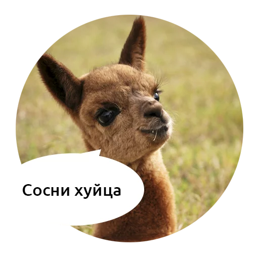 млекопитающее животное альпака