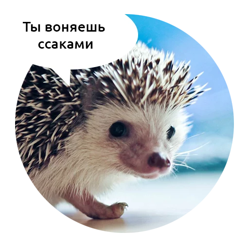 животное млекопитающее ёж