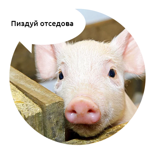 млекопитающее животное свинья