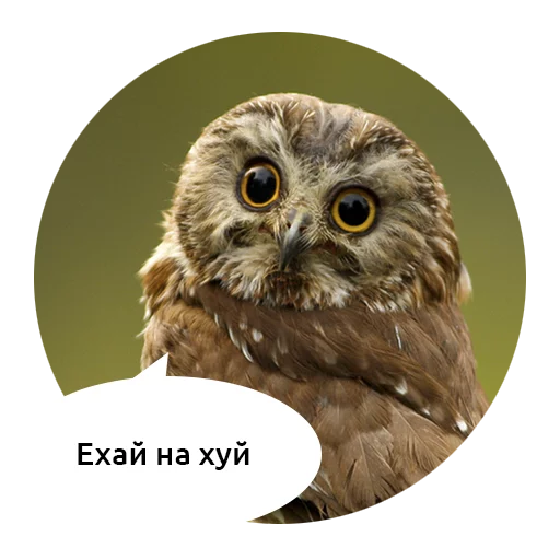 животное птица хищная птица