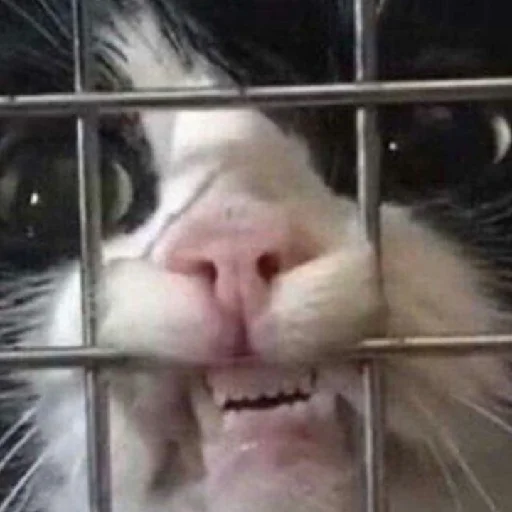 Стикер evonya.<333 - 5