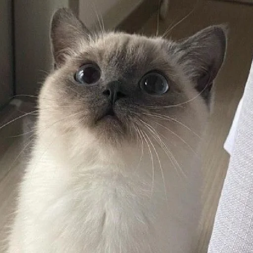 Стикер evonya.<333 - 4