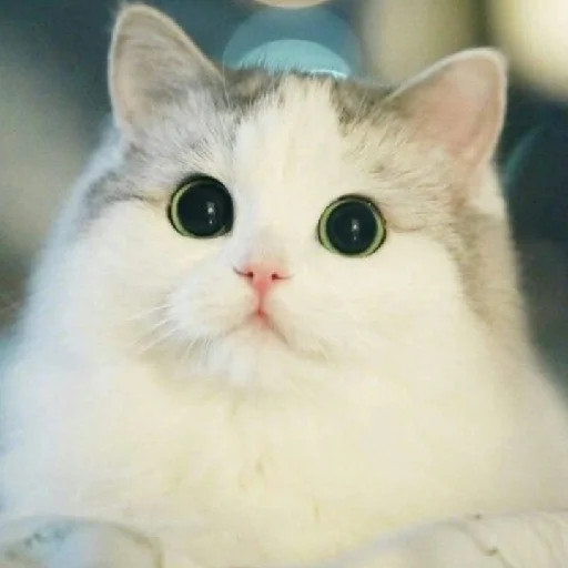 Стикер evonya.<333 - 3