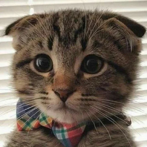 Стикер evonya.<333 - 1