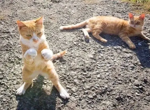 Sticker Топ стикеры 👉 @Femoji - 5