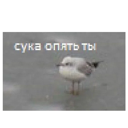 text aquatic bird gull