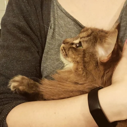 person cat small to medium-sized cats