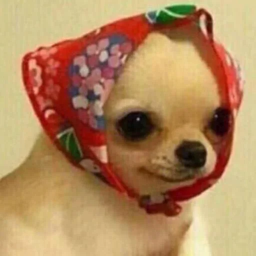 Стикер Kapralov Pack - 0