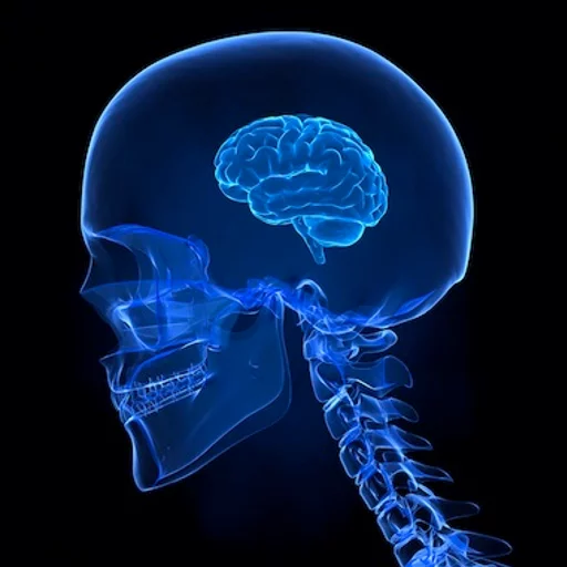 animal invertebrate jellyfish