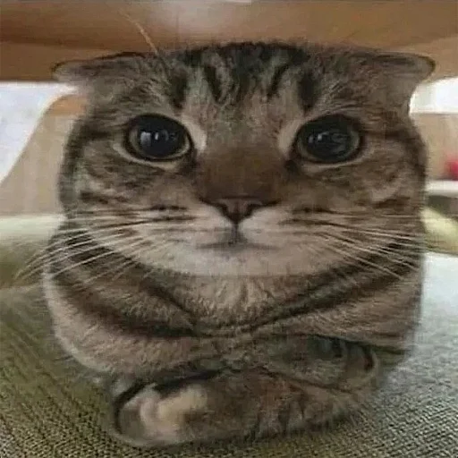 Sticker explainursmolness - 1