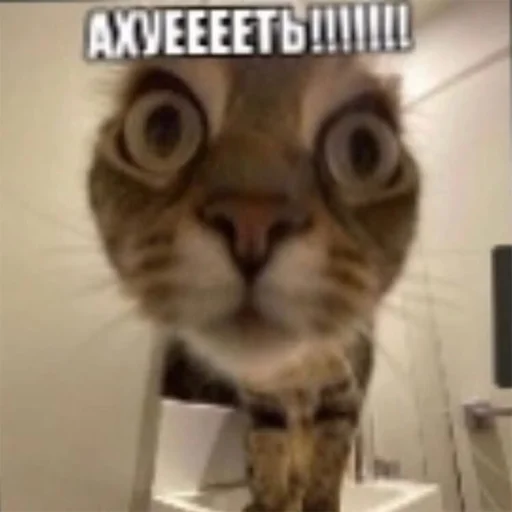 Sticker explainursmolness - 1