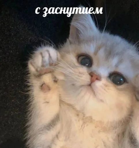 животное млекопитающее кошка