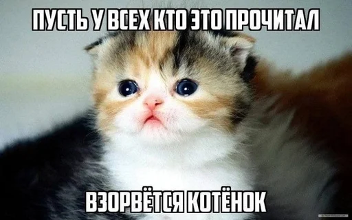 животное млекопитающее кошка