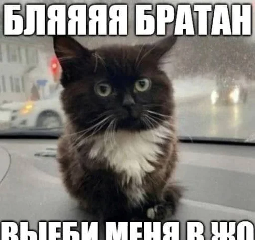 млекопитающее животное домашняя кошка