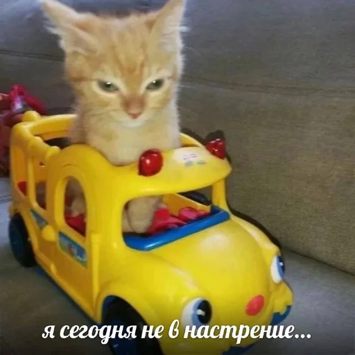 животное наземный автомобиль кошка