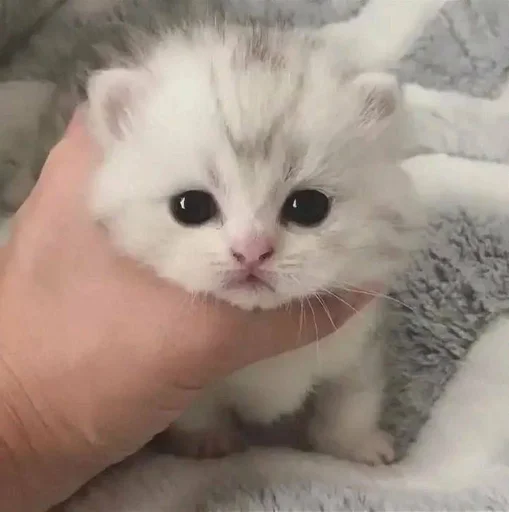 млекопитающее животное кошка