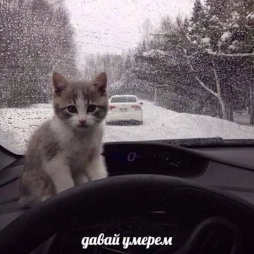 млекопитающее автомобиль кошки малого и среднего размера