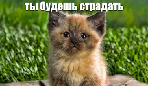 животное млекопитающее усы