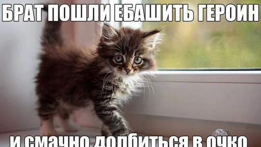 животное млекопитающее кошка