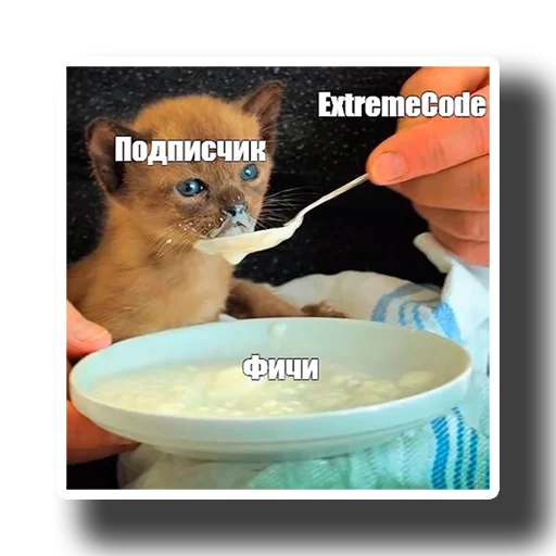 кошка чаша комнатный