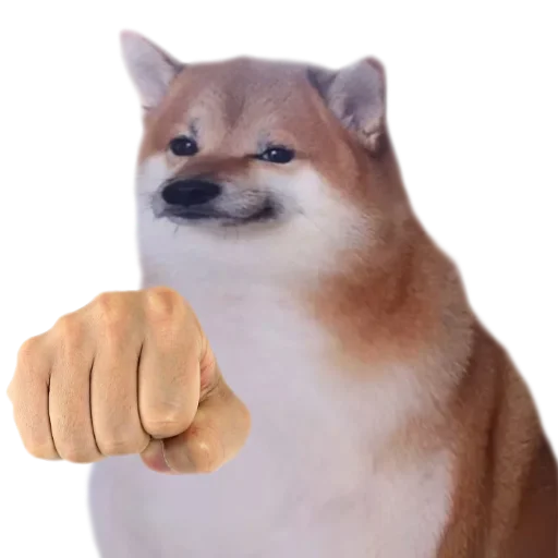 мемные собаки - 