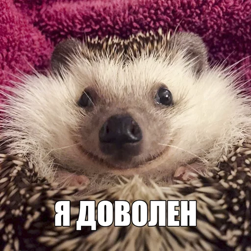 Стикер Ёжик-Пак - 11