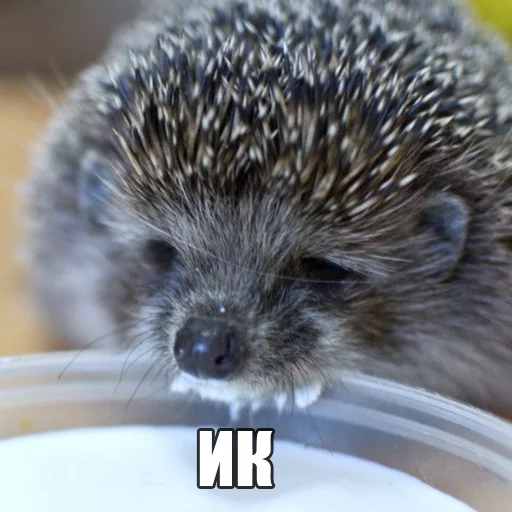 Стикер Ёжик-Пак - 10