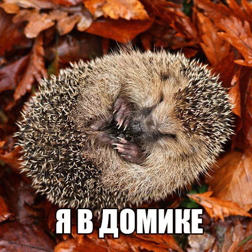 Стикер Ёжик-Пак - 9