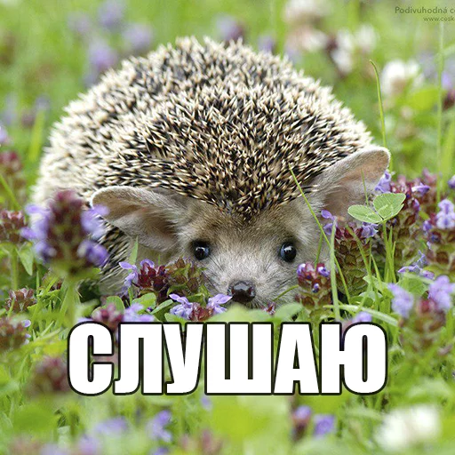 Стикер Ёжик-Пак - 7