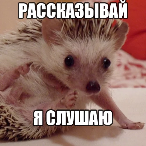 Стикер Ёжик-Пак - 6