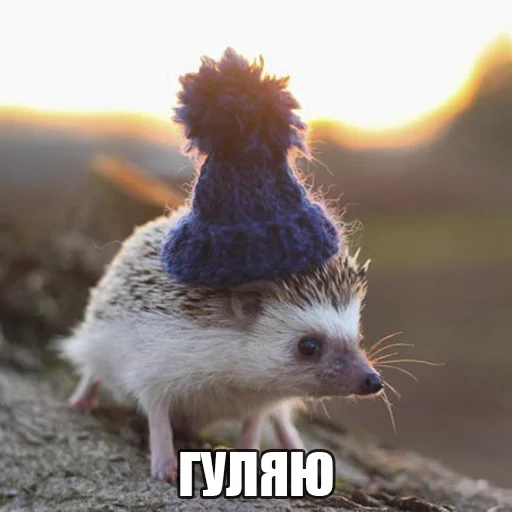 Стикер Ёжик-Пак - 5