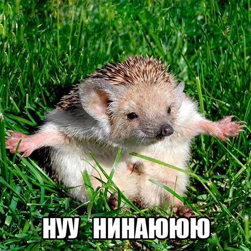 Стикер Ёжик-Пак - 4