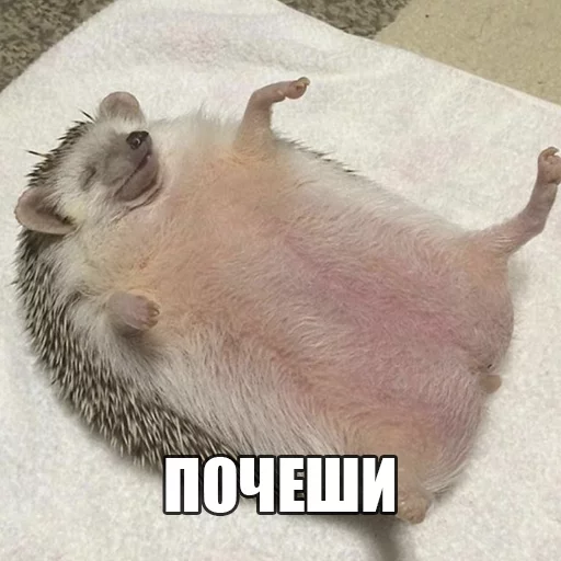 Стикер Ёжик-Пак - 3