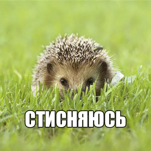 Стикер Ёжик-Пак - 0