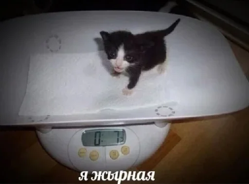 кошка животное комнатный