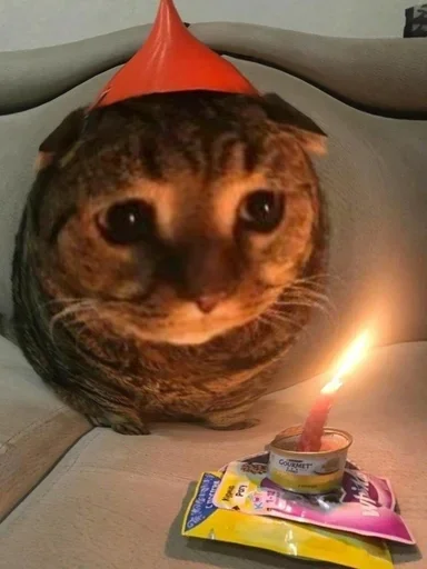 кошка комнатный животное