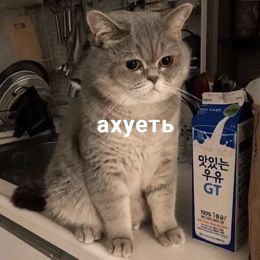 кошки малого и среднего размера комнатный кошачьи