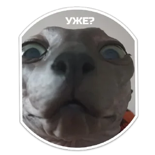 Sticker XIAOMAO III - 10