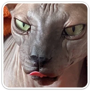 Sticker XIAOMAO III - 4