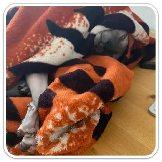 Sticker XIAOMAO III - 2