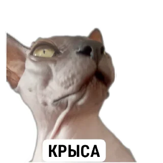 Sticker XIAOMAO III - 11