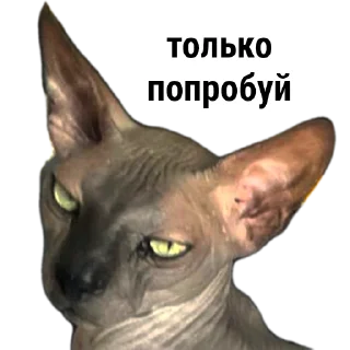 Sticker XIAOMAO III - 7