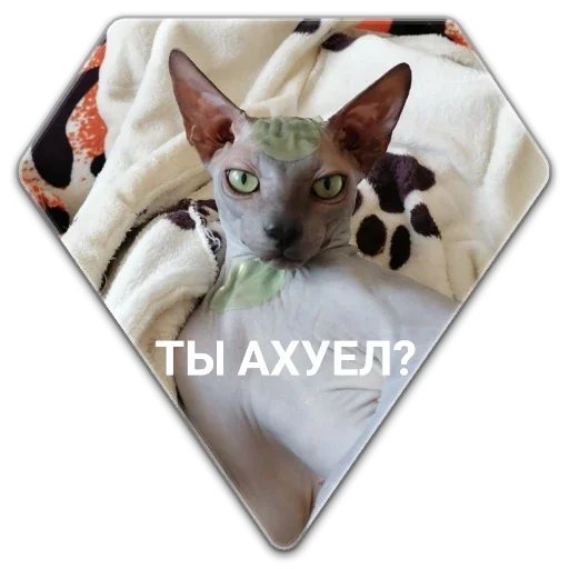 Sticker f540470e_e169_4033_ad6f_df43131a778f_by_sticat_bot - 1