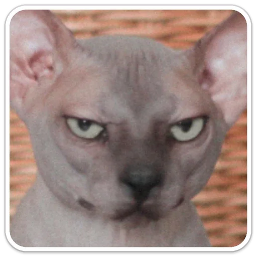 Стикер f540470e_e169_4033_ad6f_df43131a778f_by_sticat_bot - 1