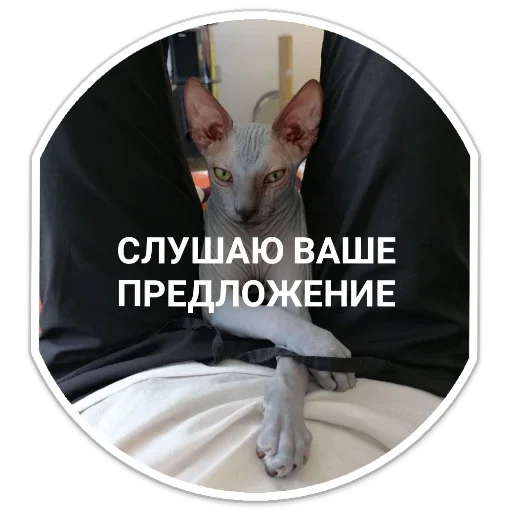 Стикер f540470e_e169_4033_ad6f_df43131a778f_by_sticat_bot - 1