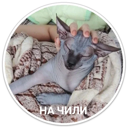 Sticker f540470e_e169_4033_ad6f_df43131a778f_by_sticat_bot - 1