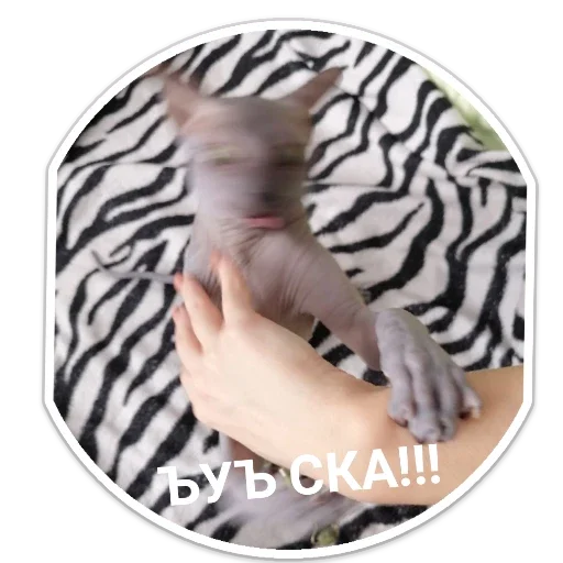 Стикер f540470e_e169_4033_ad6f_df43131a778f_by_sticat_bot - 1