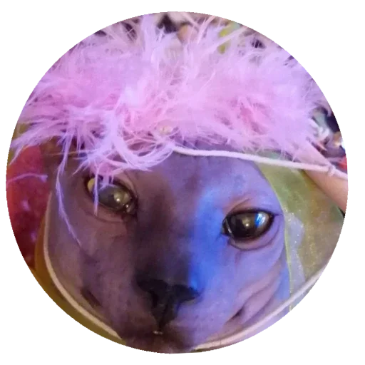 Sticker f540470e_e169_4033_ad6f_df43131a778f_by_sticat_bot - 1